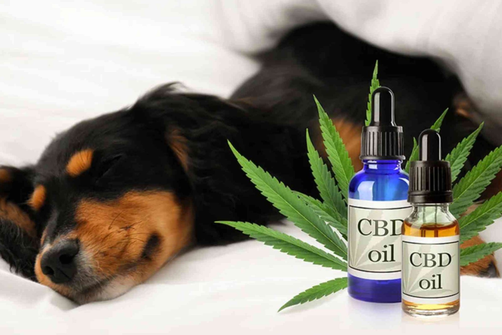 CBD Market Forecast UAE