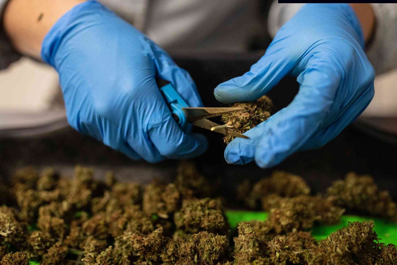 CBD Safety UAE