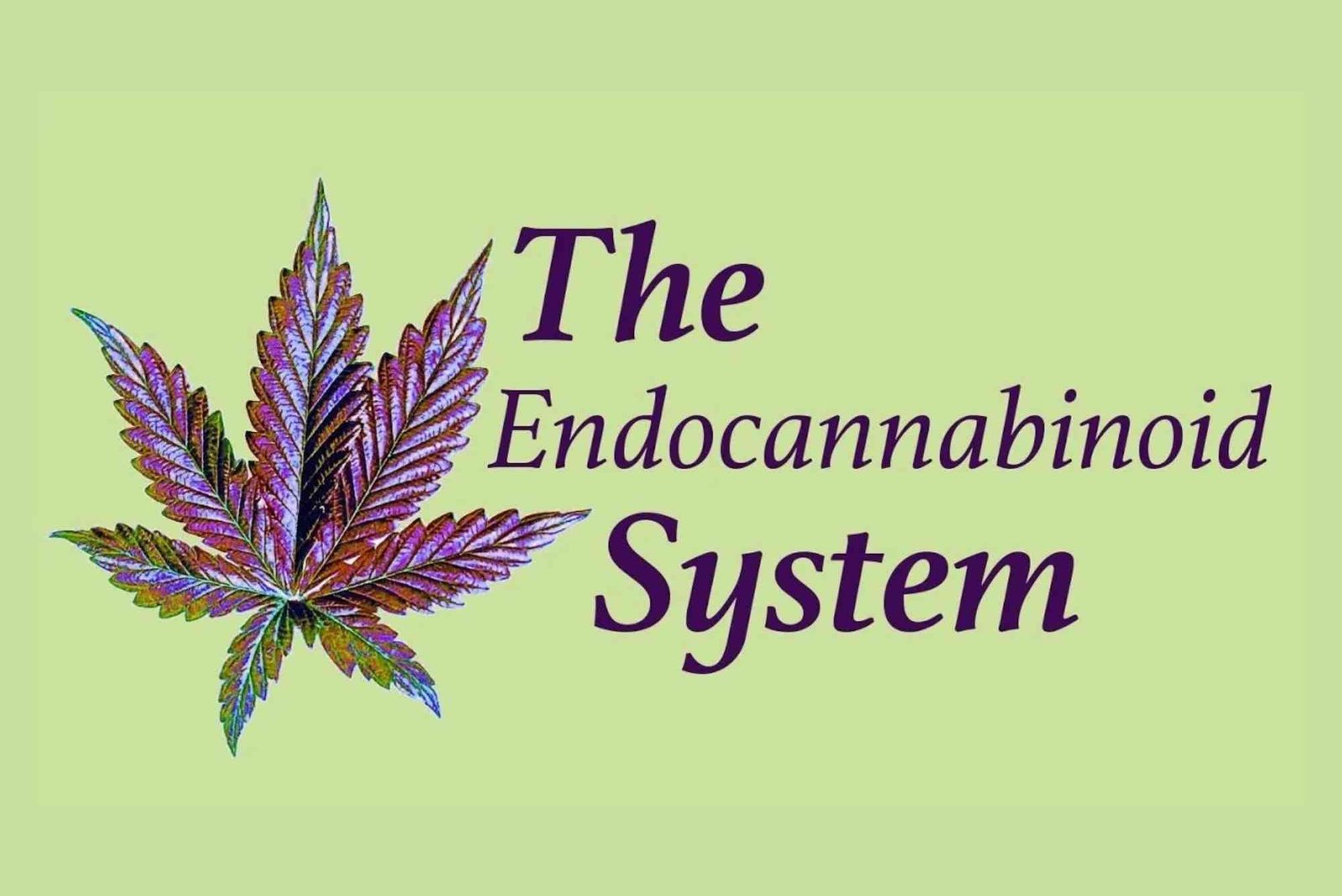 Endocannabinoid System UAE