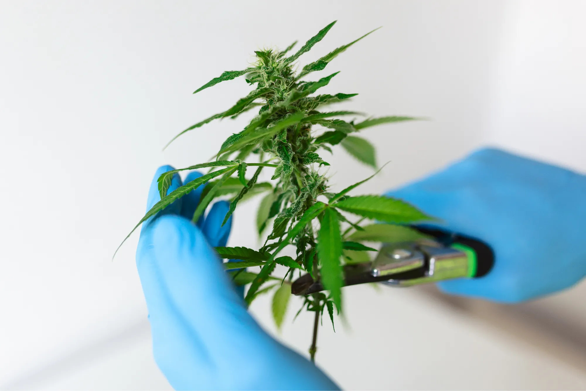How to Order Wholesale THCA Flower Without Mistakes