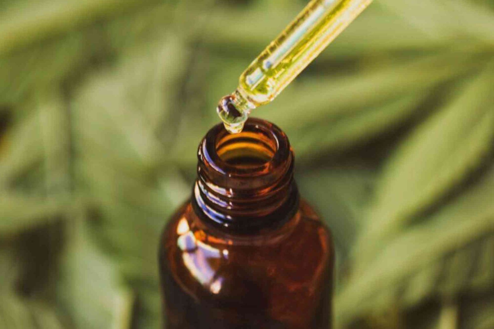 CBD Faq Beginners UAE